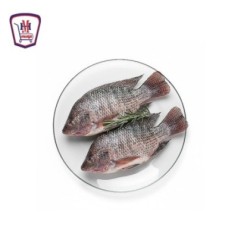 بلطى كبير 1 كيلو جرام | هايبر موسى