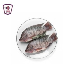 بلطى كبير 1 كيلو جرام