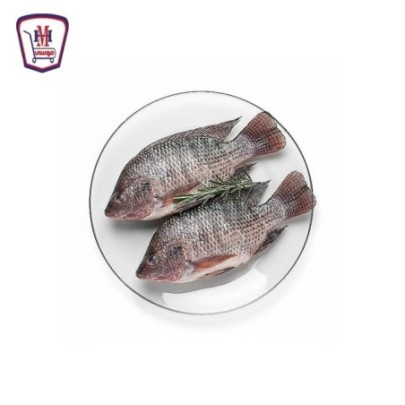 بلطى كبير 1 كيلو جرام