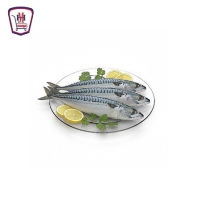 سمك ماكريل اصلى 500 جرام