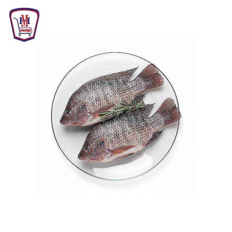 بلطى كبير 1 كيلو جرام بلطى كبير 1 كيلو جرام